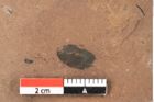 Foto (Detailansicht) von Pinus ciliata Ettingshausen (NHMW-GEO-2024-0188-0327)
